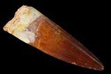 Real Spinosaurus Tooth - Beautiful Preservation! #172335-1